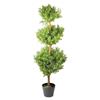 Northlight Potted Two-Tone Murraya Artificial Topiary - 46.5""