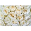Dimex White Roses Wall Mural - 12-ft 3-in x 8-ft 2-in