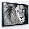 Designart 18-in x 34-in Lion Head in Grey with Black Wood Framed Canvas Wall Panel