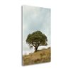 "Tangletown Fine Art ""Oak Tree - 74"" by Alan Blaustein 24-in H x 16-in W Canvas Print"