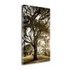 "Tangletown Fine Art ""Oak Tree - 69"" by Alan Blaustein 26-in H x 17-in W Canvas Print"