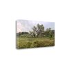 "Tangletown Fine Art Frameless 17-in x 34-in ""Oak Tree Pano - 133"" Canvas Print"