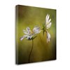 Tangletown Fine Art Echo Frameless 35-in H x 35-in W Floral Canvas Print