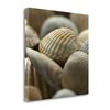 "Tangletown Fine Art ""Shells 2"" by PhotoINC Studio 20-in H x 20-in W Canvas Print"
