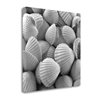 "Tangletown Fine Art ""Shells 3"" by PhotoINC Studio 20-in H x 20-in W Canvas Print"