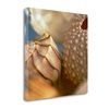 "Tangletown Fine Art ""Shells 1"" by PhotoINC Studio 35-in H x 35-in W Canvas Print"