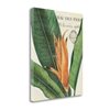 "Tangletown Fine Art ""Botanique Tropicale II"" by Wild Apple Portfolio 32-in x 40-in Canvas Print"