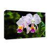 Tangletown Fine Art Frameless 24-in x 16-in White, Yellow and Fuchsia Orchids by Don Spears Canvas Print