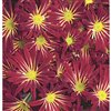 6-in Point Pelee Chrysanthemum (L21235)