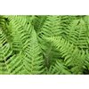 Ferns 2-Gallon Container Assorted Colours