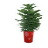 10-in Decorated Norfolk Island Pine Pot