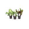 3.8 -in(es) Assorted foliage Pot (CE38EAASS)